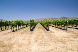 Grapevines in California
