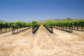 Grapevines in Califonia